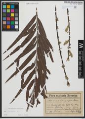 Foto von Salix viminalis L.